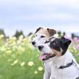 愛犬と一緒におでかけ！軽井沢のペットと泊まれるホテル9選♡