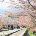 線路を歩きながら桜を見よう♪京都「蹴上インクライン」でお花見！