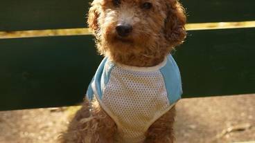 ペット同伴可 / 1