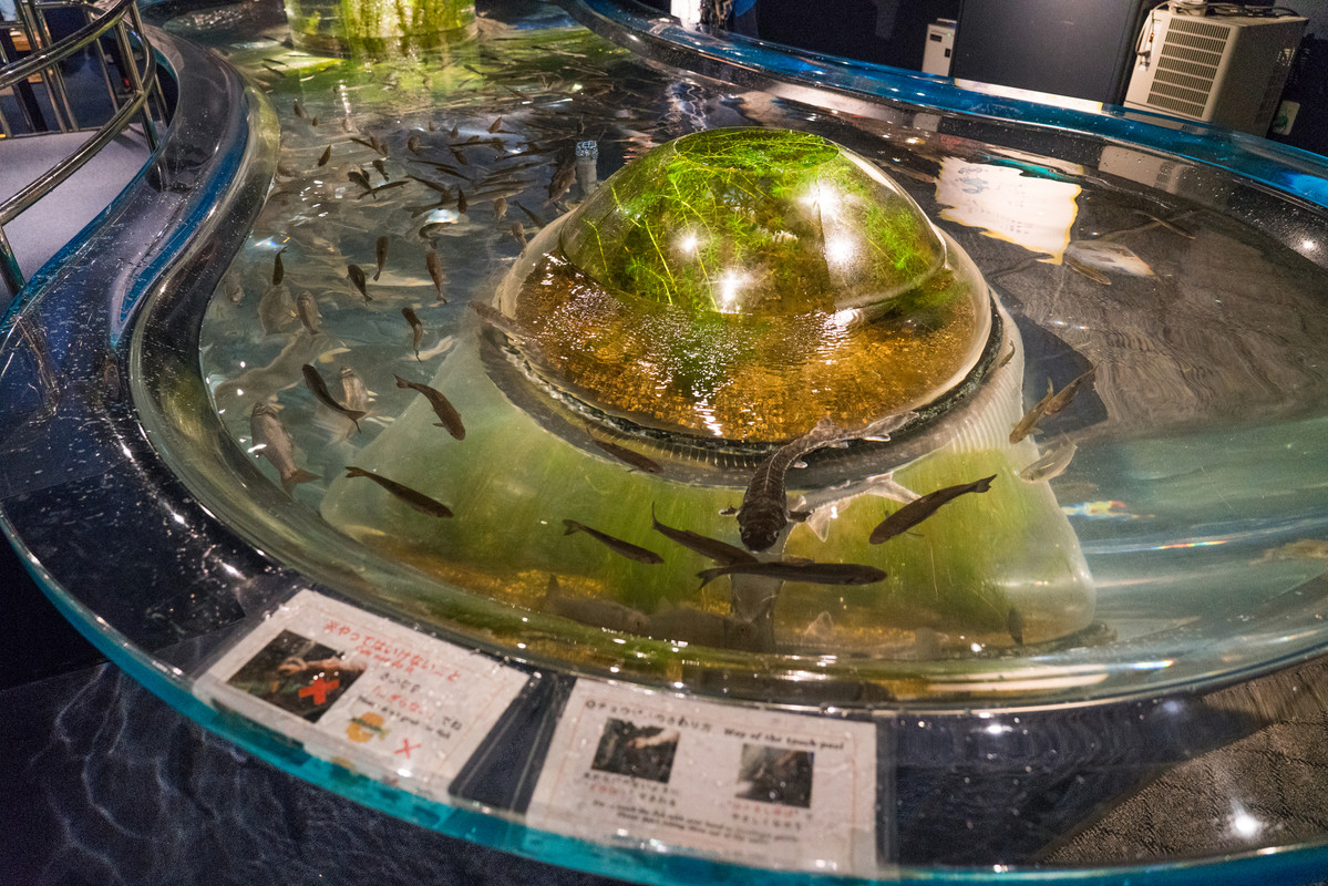 千歳水族館 体験ゾーン