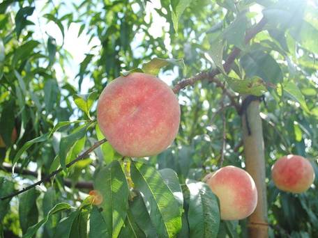 世界遺産の隠れ宿 果実の森 / 5