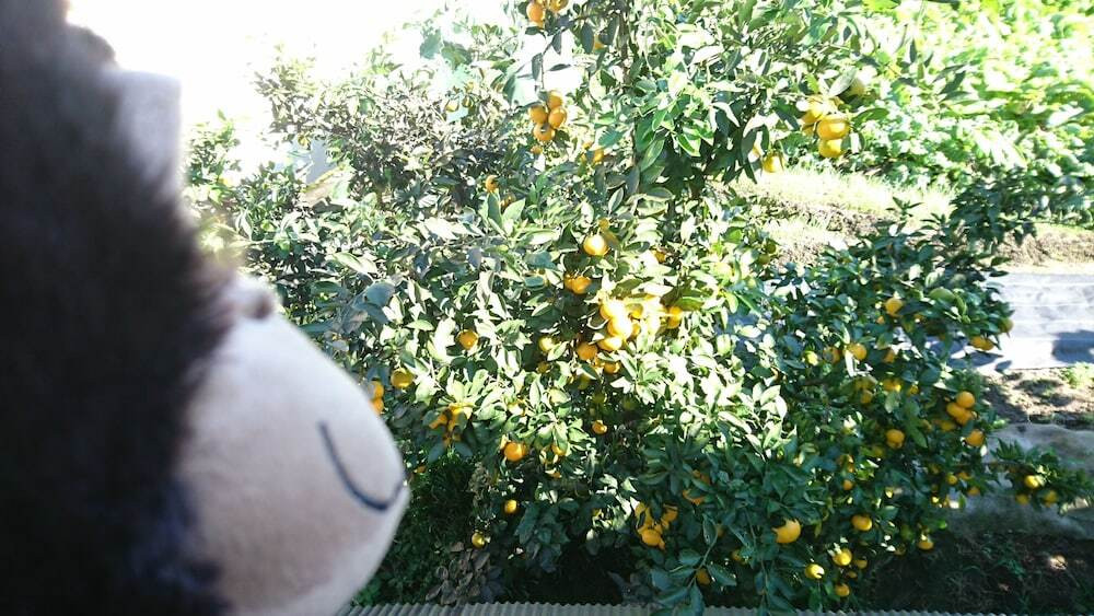 ガーデン ビュー