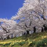 武家屋敷と桜のコラボレーション！角館へお花見に行こう！