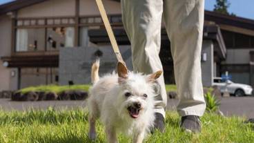 ペット同伴可 / 23