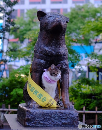 渋谷の待ち合わせ場所といえば…654546