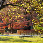 東京の素晴らしき庭園で紅葉を眺める。おすすめ観賞スポット10選