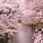長さ15km以上の桜並木！約4,000本の桜が咲く愛知・五条川