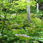 志賀グランドホテル（長野県 リゾートホテル） / 5