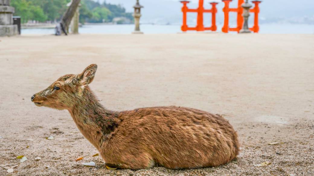嚴島神社と鹿 / 2