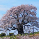 岡山県下一の大木！醍醐桜を眺めつつ真庭市を満喫しよう