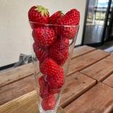 Strawberry Factory（ストロベリーファクトリー）