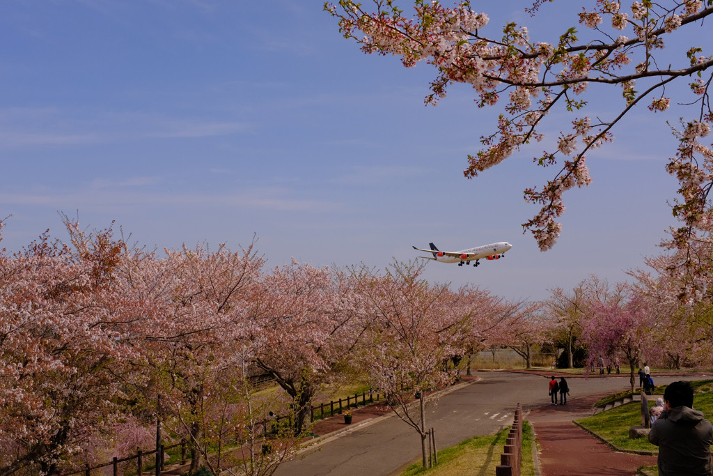 桜と飛行機を上手に1枚の写真に収めて！2848581
