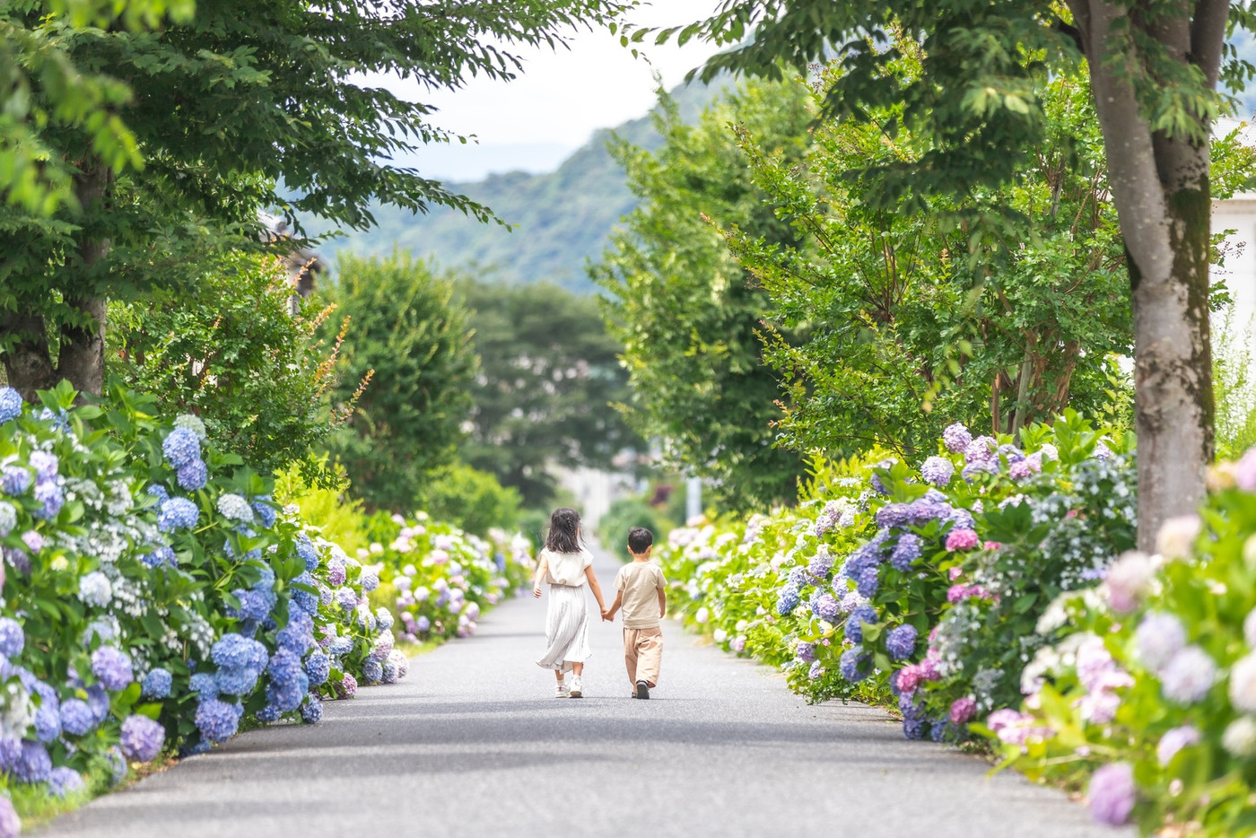 紫陽花ロード