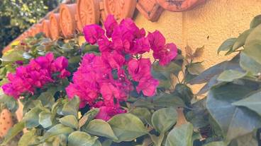 テラス / パティオ / 9