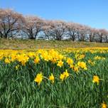 長野全域・よくばりお花見スポットで信州の長い春をめぐる！
