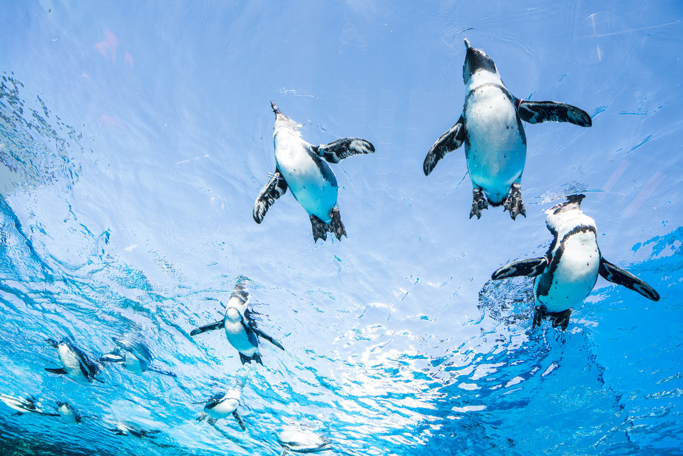 サンシャイン水族館の天空のペンギン