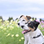 愛犬と一緒におでかけ！軽井沢のペットと泊まれるホテル9選♡