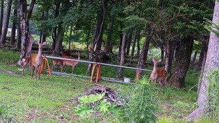 おまかせ (洋室) 朝食付き