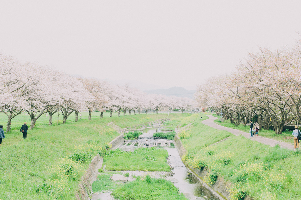 福岡で桜の絶景を1017264