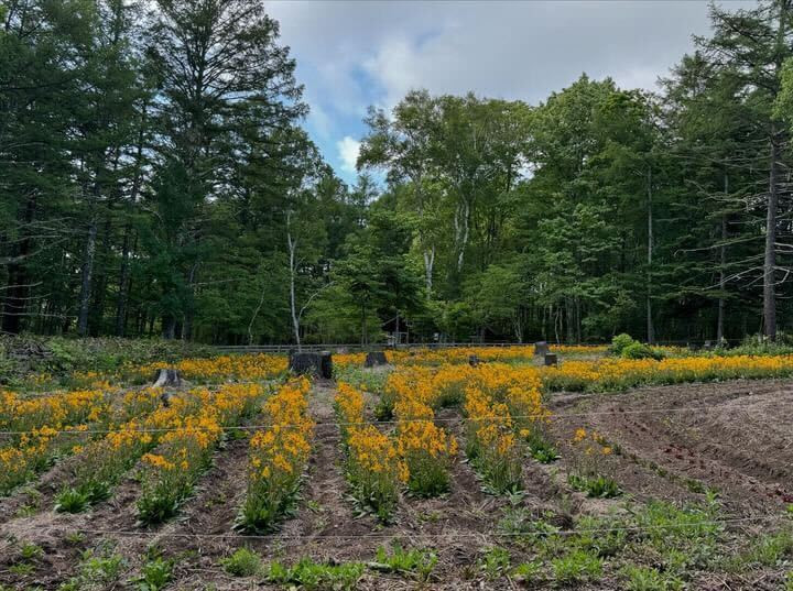 「菅平高原」 / 4