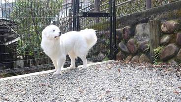 ペット同伴可 / 3