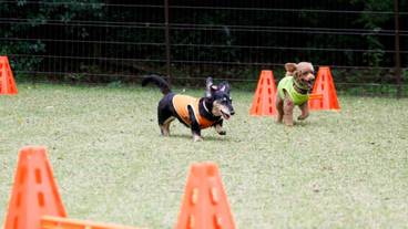 ペット用設備・サービス / 2