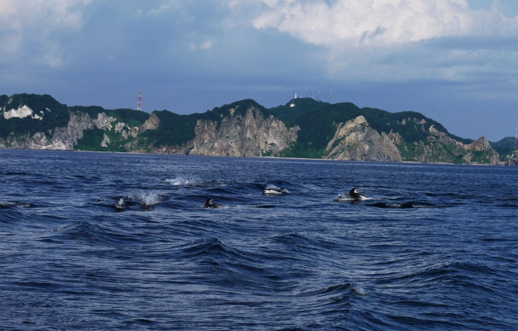    dolphins