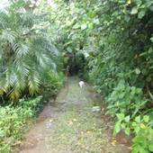 やんばるの森（沖縄県 民宿） / 2