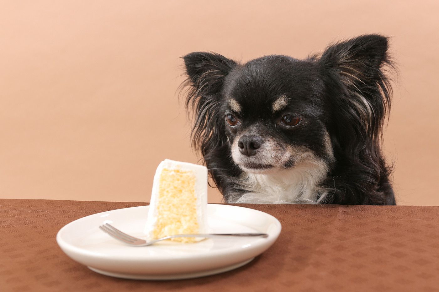 カットされたシフォンケーキを食べたそうに見つめるチワワ