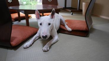 リビング エリア / 15