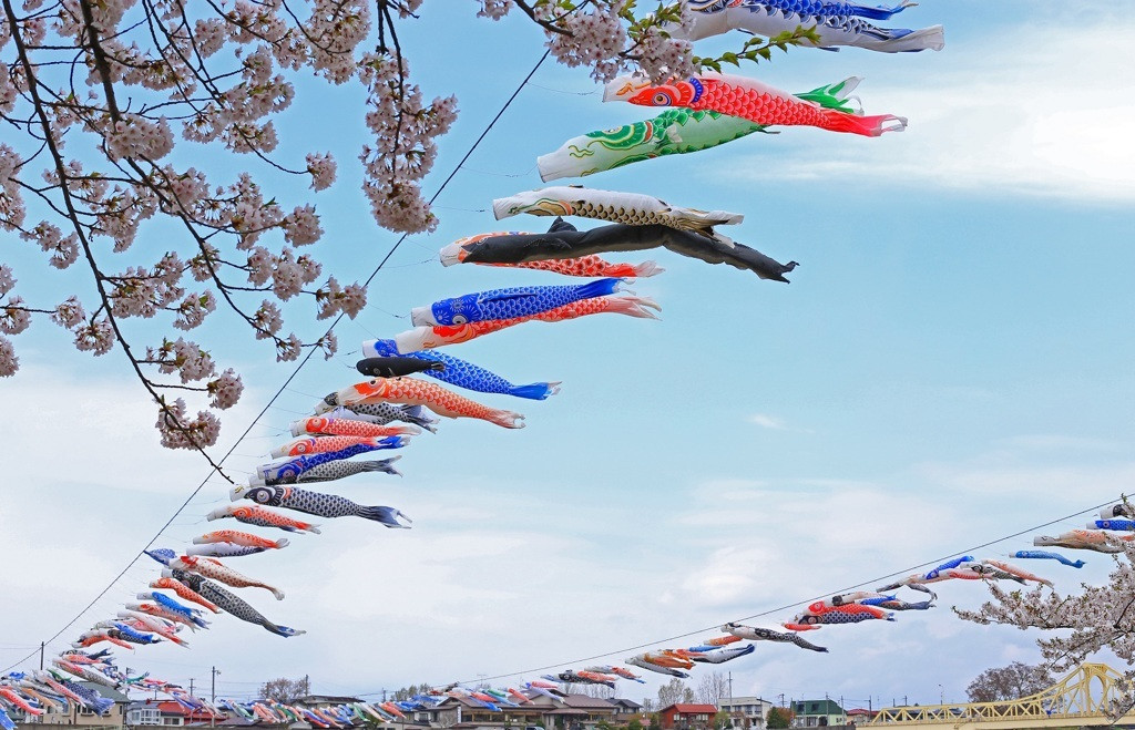 桜と鯉のぼりのコラボレーション♪1558041