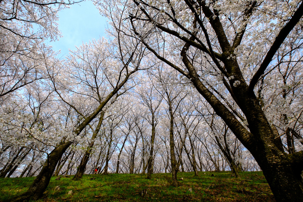 須和（すわ）のひげダンスに納得！「弘法山」の桜1070404