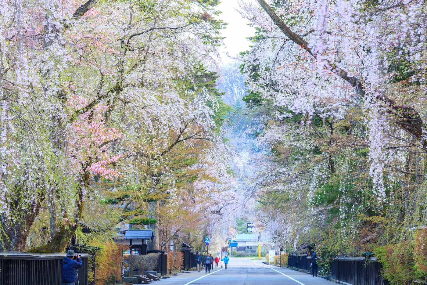角館のシダレザクラ　秋田県仙北市