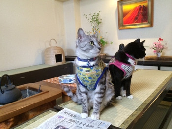 「中村屋旅館」 その他 51263578