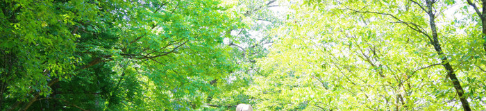 新緑を愉しむ新潟旅へ。おすすめホテル・旅館5選｜雲海の絶景や美しい庭園など