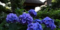 激混みだけどやっぱり素敵！鎌倉のあじさいを見て気分は快晴♪