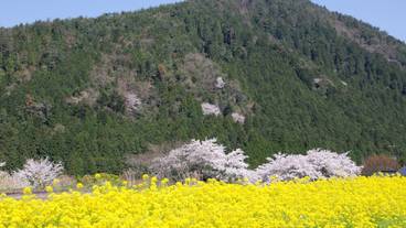 マウンテン ビュー / 28