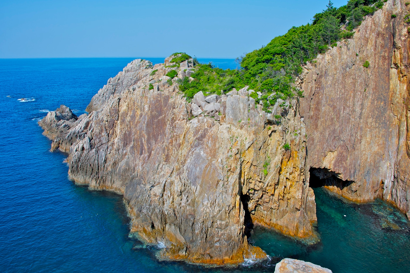 観音ウド（足摺岬）