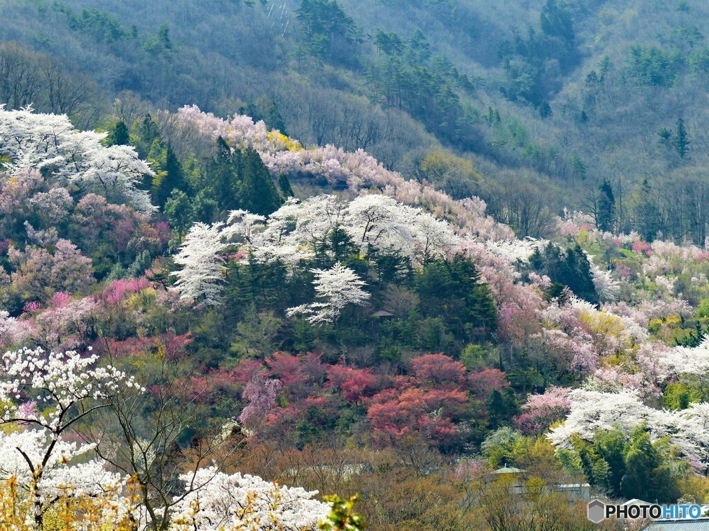 花見山(福島市)1050981