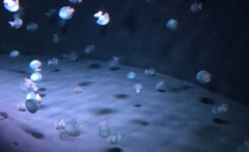 「京都水族館」で
イルカショー鑑賞 / 3
