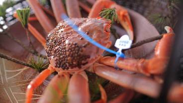 食事・飲み物 / 11