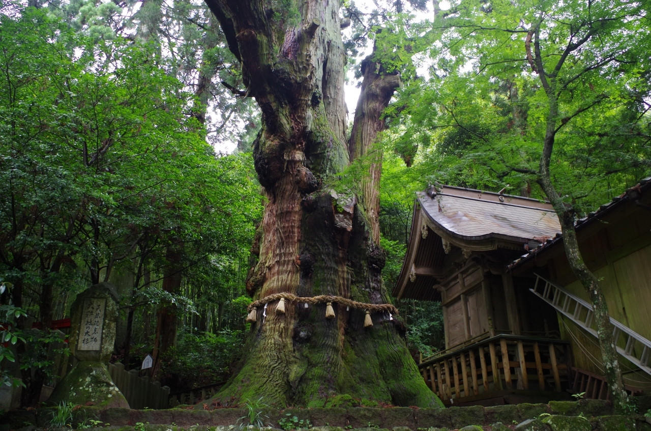 近くにはパワースポット「大杵社（おおごしゃ）」が！4090494