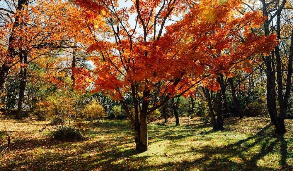 紅葉が美しい / 4