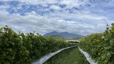 ワイナリー / 10