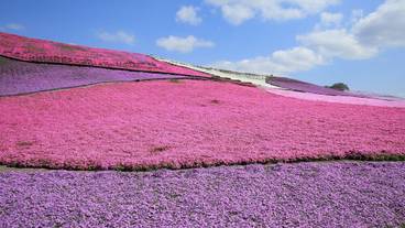 観光スポット / 13