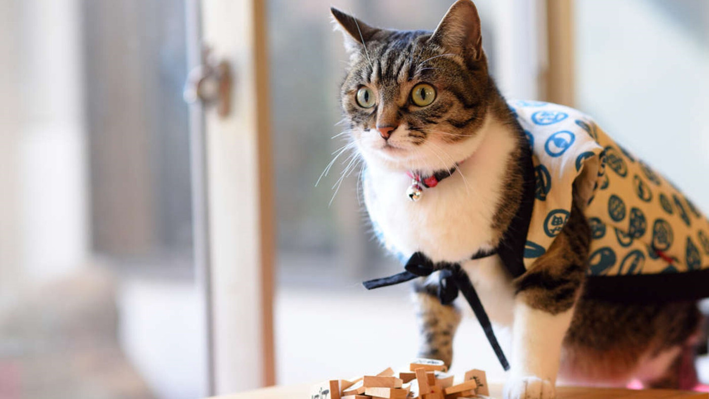 モフモフな女将に癒される♡動物好きに嬉しいお宿3914256