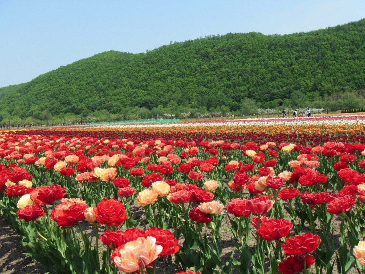 3．かみゆうべつチューリップ公園／上湧別町2980538