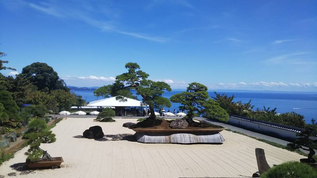 世界最大の盆栽「鳳凰の松」 / 2