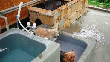 ペット同伴可 / 22