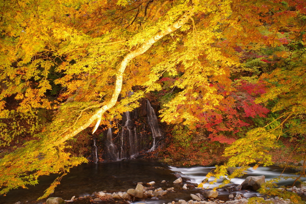 季節限定！大自然の紅葉を見に行こう3647330